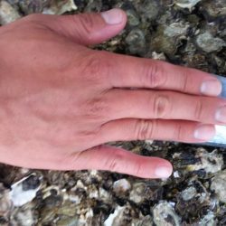 イカのはずが…