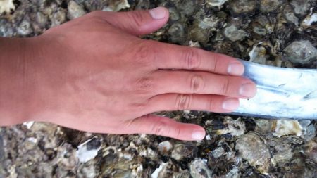 イカのはずが…