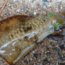 雨上がりに出撃