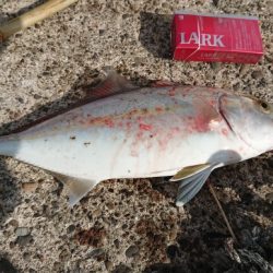 初めてのシオ！