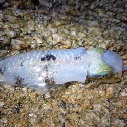 短時間ナイトエギング