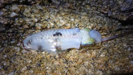 短時間ナイトエギング