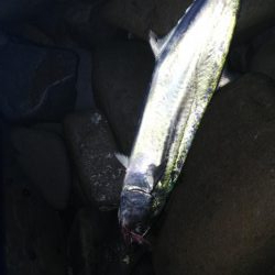 ちびっこ入れ食い