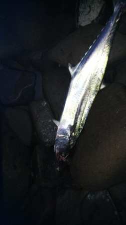 ちびっこ入れ食い