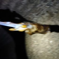 仕事終わりエギング