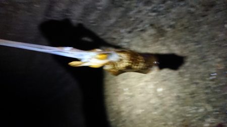 仕事終わりエギング