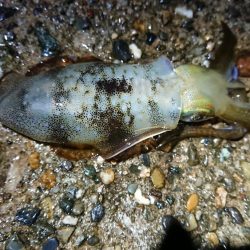 短時間エギング