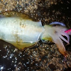 仕事終わりエギング