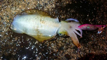 仕事終わりエギング