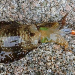 朝マズメエギング