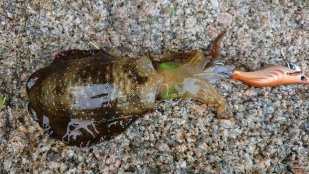 朝マズメエギング