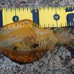 ２日連続朝マズメエギング