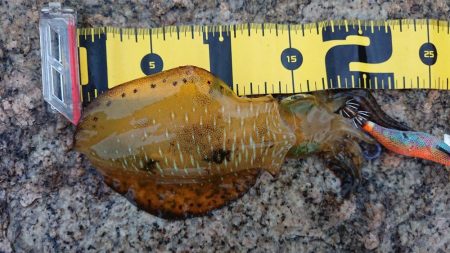 ２日連続朝マズメエギング