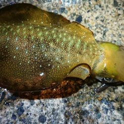 夕マズメエギング