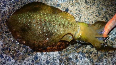 夕マズメエギング