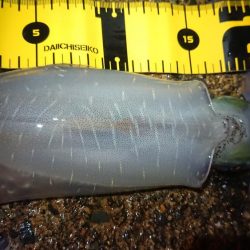 仕事終わりに出撃