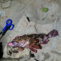 尺~越えてたよアジング