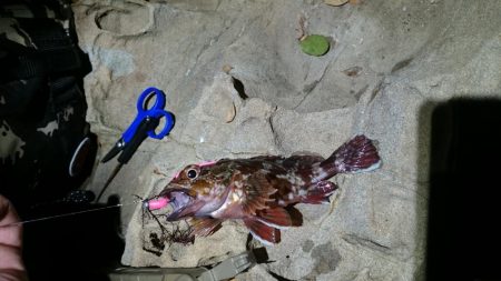 尺~越えてたよアジング