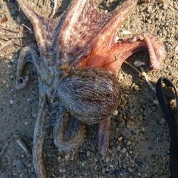 朝マズメエギング