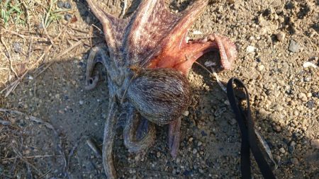 朝マズメエギング