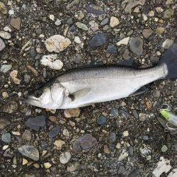 沼島でライトゲーム&ワインド太刀魚