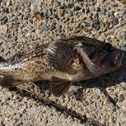 サゴシがミノーで。泳がせには思わぬ獲物が！