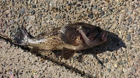 サゴシがミノーで。泳がせには思わぬ獲物が！