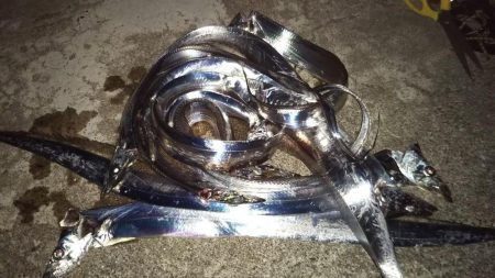 太刀魚ワインド