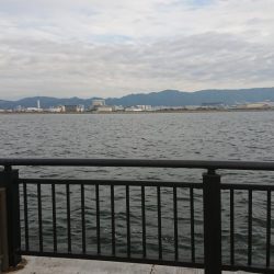 久々にキビナゴで太刀魚