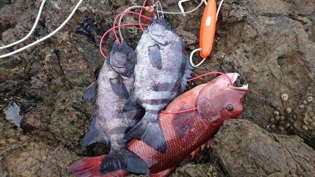 石鯛、カンダイ