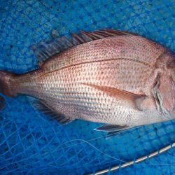 串本カセ釣り（章丸）でブリ！真鯛！