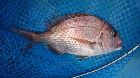 串本カセ釣り（章丸）でブリ！真鯛！