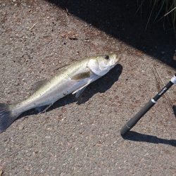 台風後の朝散歩