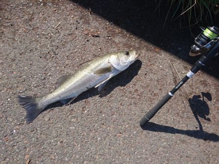台風後の朝散歩