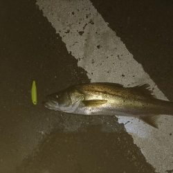 ナイトシーバス