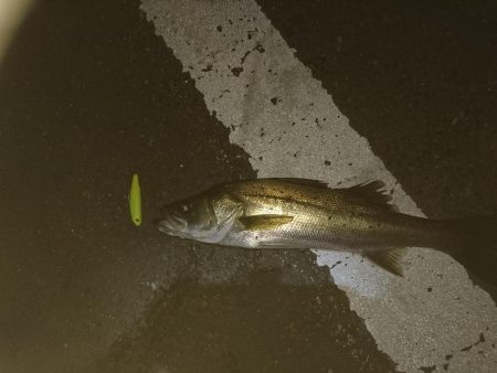 ナイトシーバス