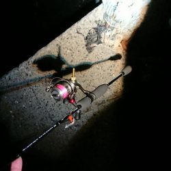 エギングのはずが