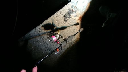 エギングのはずが