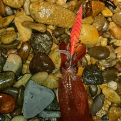 厳しいスタート秋アオリ