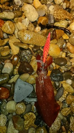 厳しいスタート秋アオリ