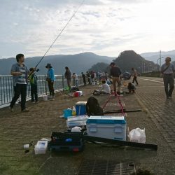 サゴシが釣れない