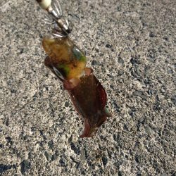 敦賀秋イカ開幕