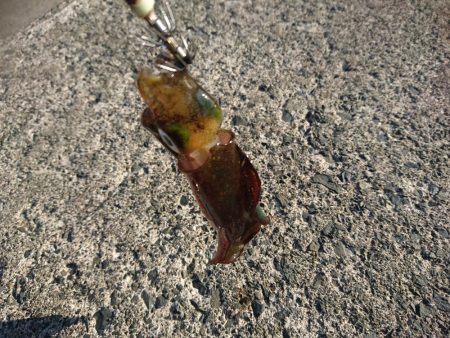 敦賀秋イカ開幕