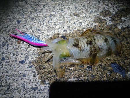 夜の敦賀秋イカ