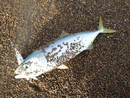 サーフで小型青物GET