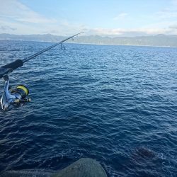 シーバスロッドで…