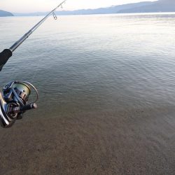 サーフの秋イカの様子