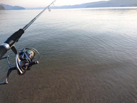 サーフの秋イカの様子