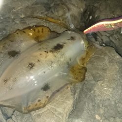 でかくなってる