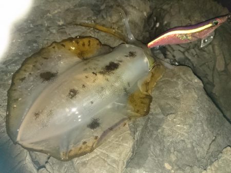 でかくなってる